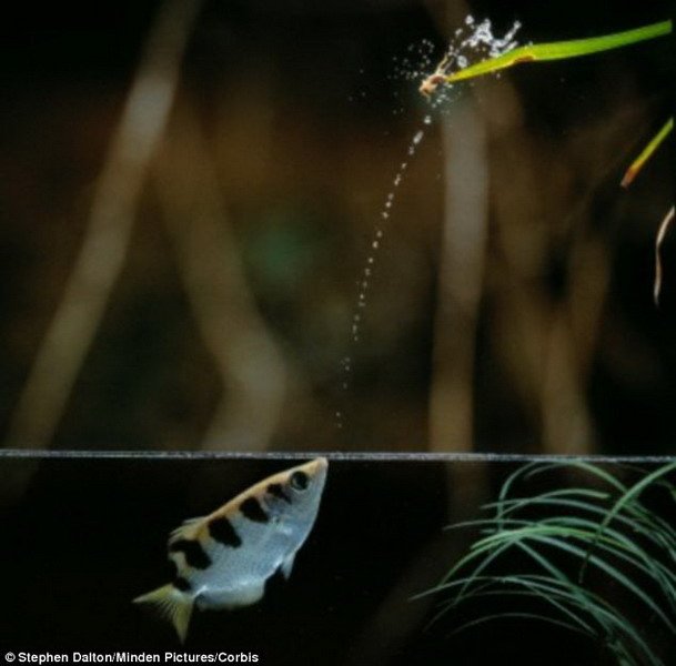 射水鱼懂“物理” 能精确喷水击中水面猎物