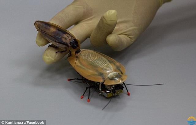 俄罗斯研制蟑螂机器人可用于搜索和侦察任务