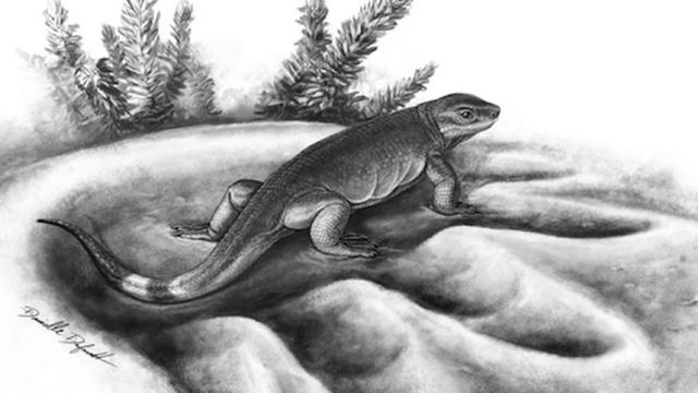 陆生食草动物的最早祖先原来是吃肉的