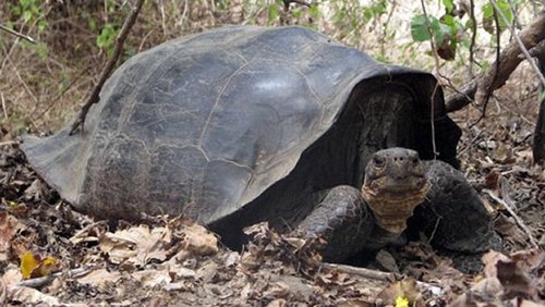 百年前已经灭绝的陆龟重现赤道附近群岛(图)