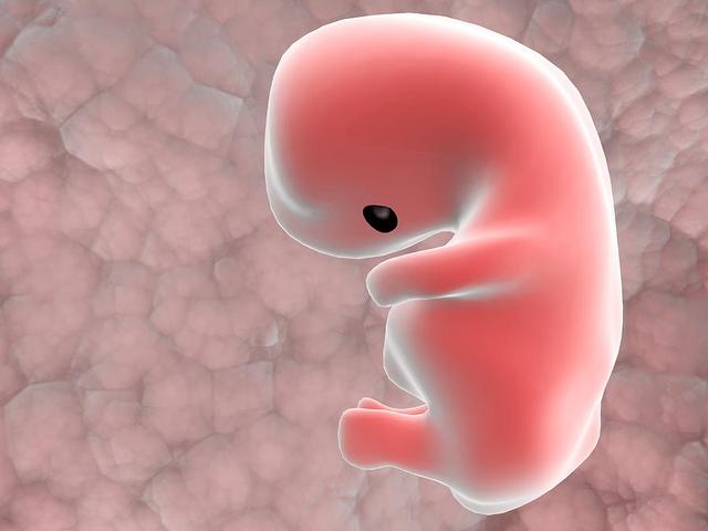牛津大学研究发现4个基因主导人类胚胎早期变