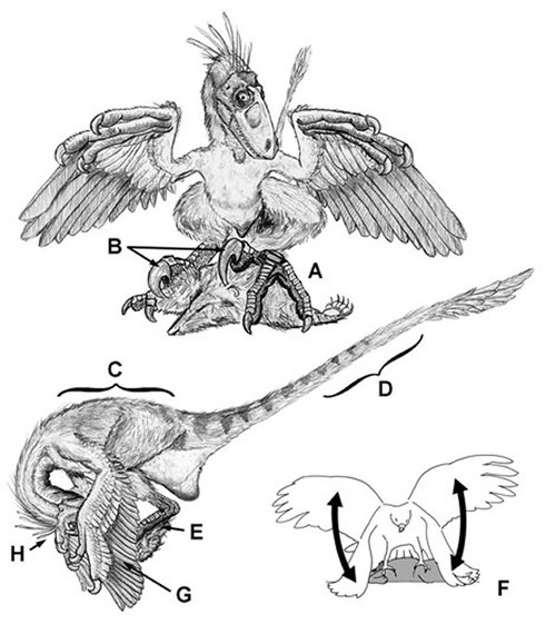 鸟类飞行演化或与迅猛龙独特的捕食行为有关