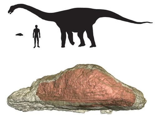 最大皮肤骨化现象来自马达加斯加的恐龙