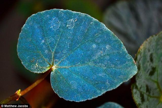 新的进化:研究称秋海棠神秘蓝叶子可采集更多