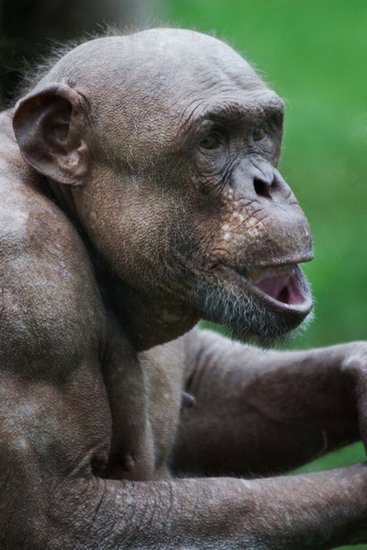 shaved chimpanzee with hair on head