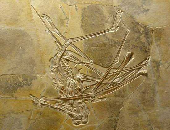 德人现1.5亿年涩水过滤浮游生物呼翼龙化石