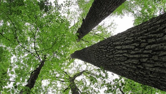 科学家发现树木在干旱时会发出“呼救信号”