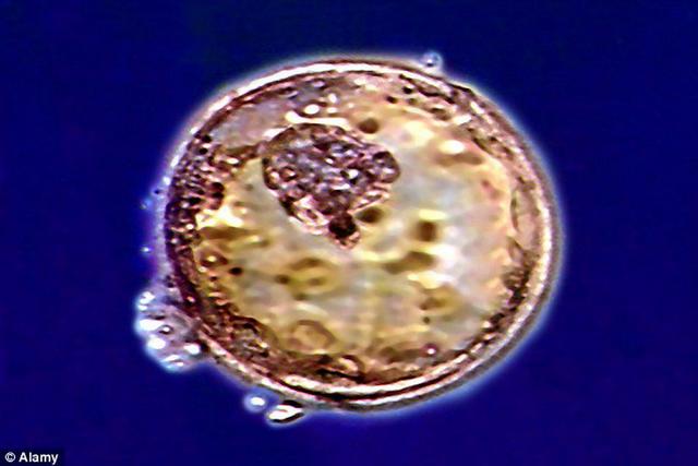 中国学者首次改变胚胎基因 能“设计婴儿”