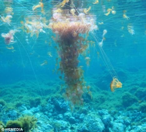 全球海域水母疯狂繁殖 海洋恐回水母统治时代_科技