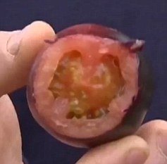 以色列培育“黑色星系”西红柿 预计年内上市