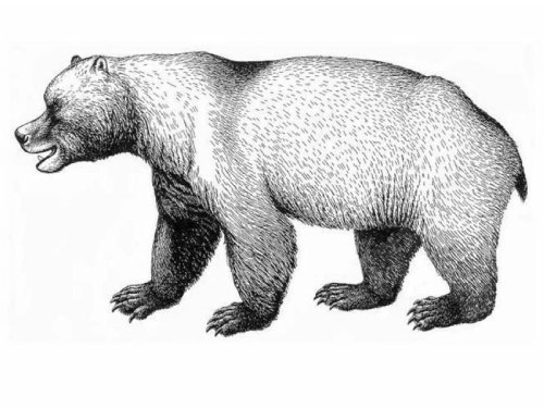 气候变化末次冰期导致远古巨兽穴居熊灭绝