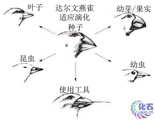 鸟喙分异成多种类型以满足不同需要