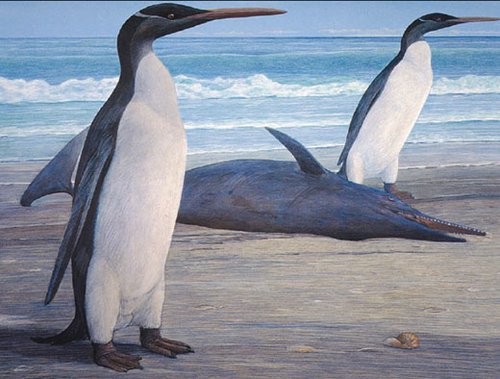 考古学家发现史上最高最重企鹅 其重120斤