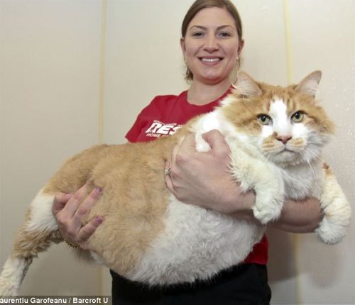 世界最胖猫纪录被刷新 “加菲”重达18公斤