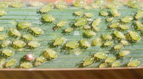 科学家首次发现昆虫进行光合作用证据