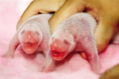 成都诞生龙凤胎大熊猫 “奇珍”4次产双胞胎_科技