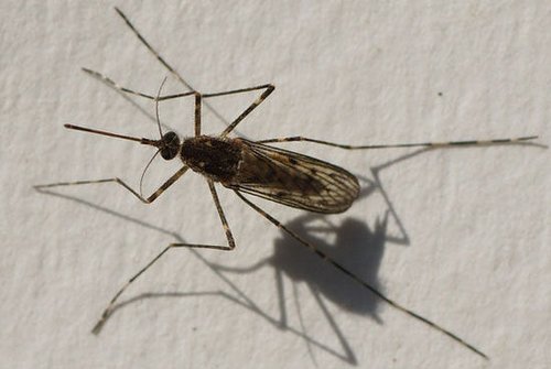 荷兰专家研究发现蚊子为觅食至少能飞行150米_科技