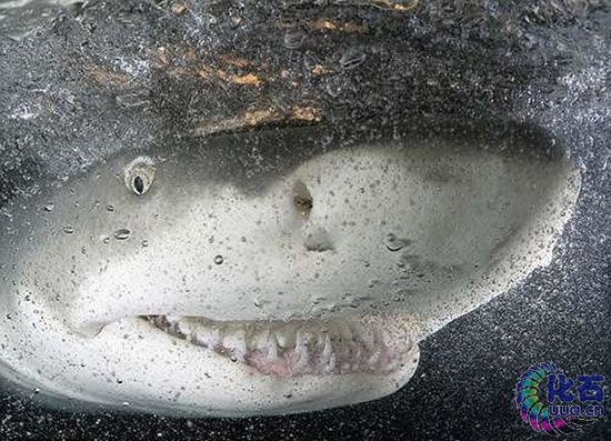 海中霸主猎杀食物的秘密武器：鲨鱼皮(图)