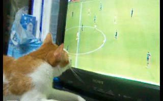 猫咪也爱世界杯:盯转播 偶尔情绪激动(图)