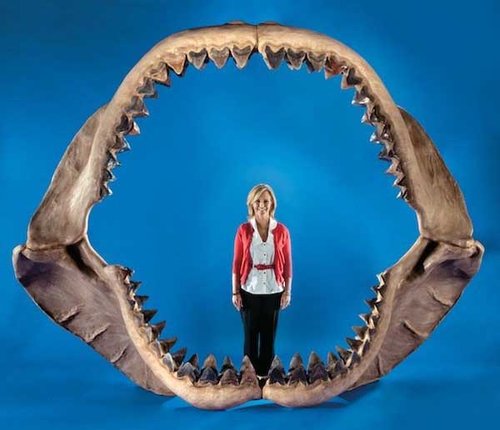 7千万年前鲨鱼颌骨化石被拍卖 轻易吞食人类