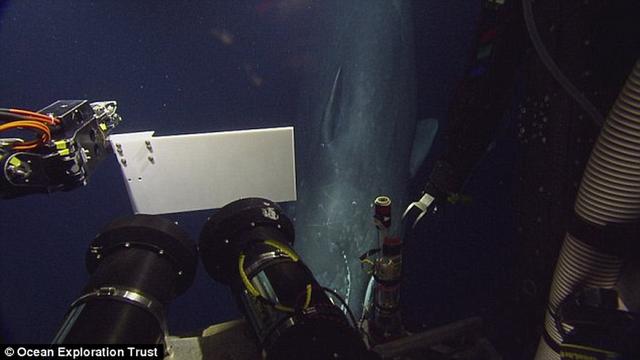 美国潜水机器人在500米海底与抹香鲸偶遇