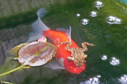 青蛙趴在自家最大的金鱼背上