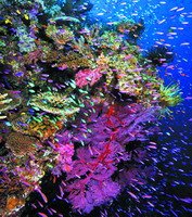 研究发现海洋二氧化碳水平增加可让鱼变蠢_科技