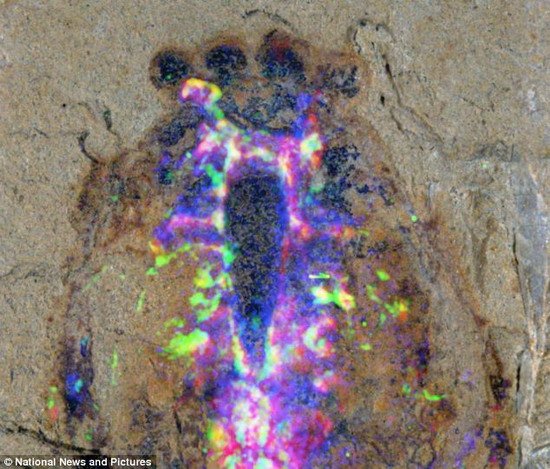 中国境内挖掘远古生物化石拥有最早神经系统