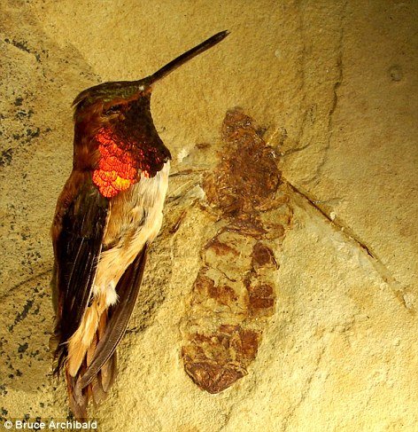 美发现“怪兽般”蚂蚁化石 大小堪比现代蜂鸟