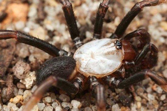 人类首次发现奇特白化蜘蛛 交配须将雌蛛举起