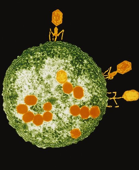 实拍人体"噬菌体"病毒攻击细菌(图)