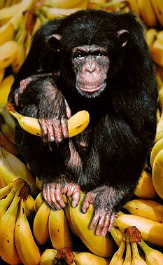 [动物世界]研究发现猩猩最擅长