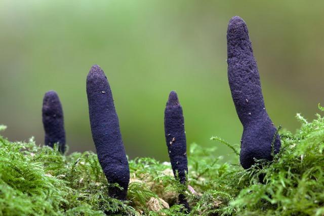 英国怪异新物种蘑菇外型颇似“僵尸手指”