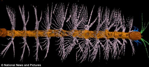 科学家数字重建古代海洋生物 酷似马桶刷!
