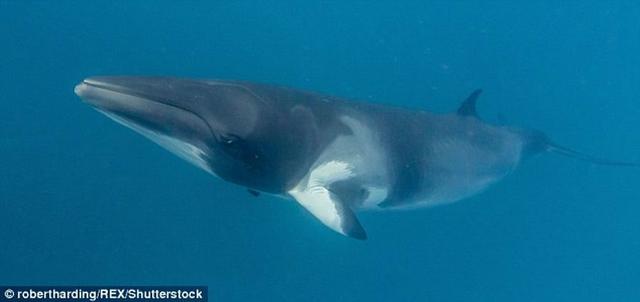 马里亚纳海沟最新探测到神秘奇特的须鲸叫声