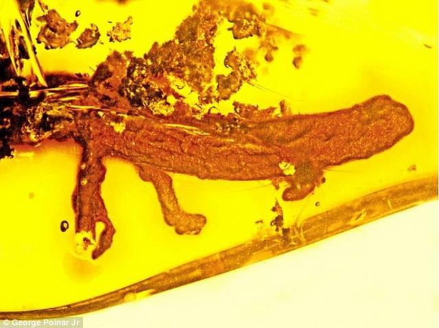 科学家发现一块2000万年前的蝾螈琥珀