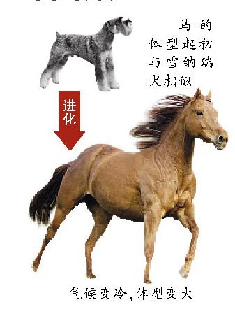 研究表明：全球转暖或让人类提前变矮(图）