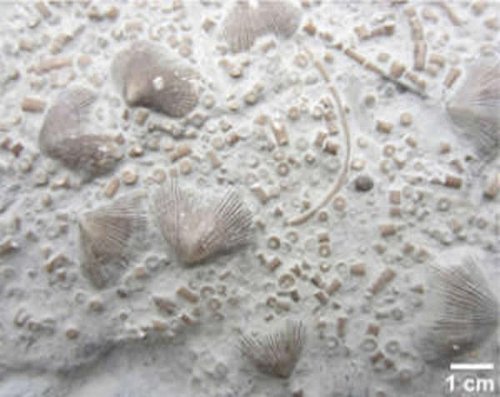 大灭绝元凶：栖息地丧失以及热带海水降温