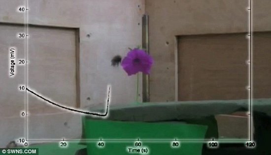 英研究表明花卉释放电场信号与蜜蜂沟通交流