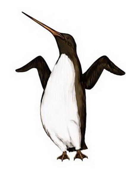 南极发现最大企鹅物种：体重可达115公斤