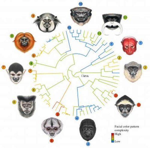 中南美洲雄性灵长类的脸部特征，颜色越亮说明面部特征越复杂。