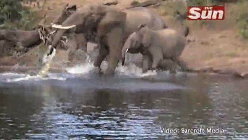 游客拍下非洲象大战鳄鱼 场面异常激烈(图)_科技