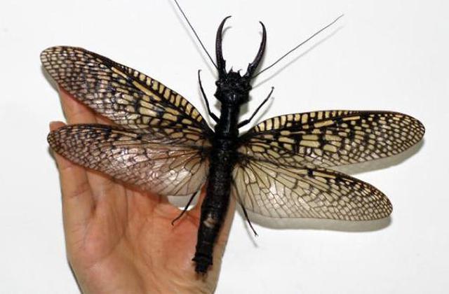 中国发现史上最大昆虫 翼展超20厘米