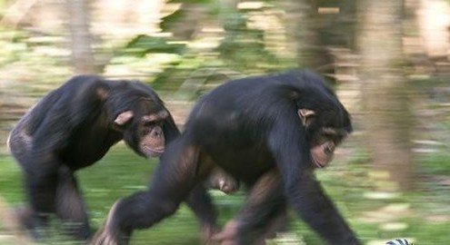 动物学家发现：黑猩猩可通过屁股认出同伴