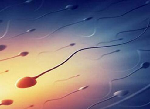 中国科学家培育出人工精子 能正常繁殖下一代