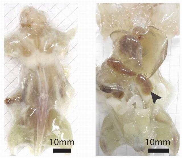 科学家制作全身透明老鼠：用于研究癌症扩散