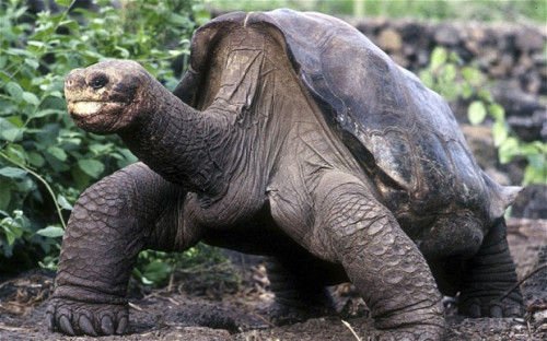 厄瓜多尔100岁老龟孤独去世 曾多次交配失败