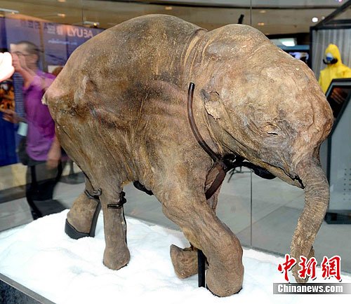 冰封4.2万俄罗斯小长毛象遗骸在香港展出