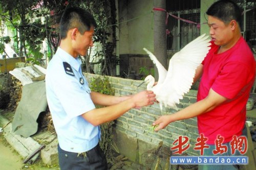 国家二级保护动物岩鹭被民警解救放飞_科技