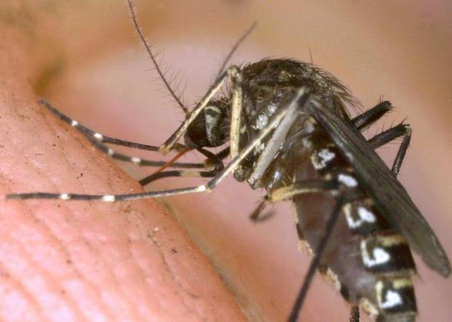 科学家称:转基因蚊子或带来意想不到的危害